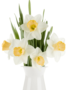 demo-attachment-72-bouquet-of-pink-tulips-in-a-vasepng-1