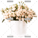 demo-attachment-157-bunch-of-creamy-roses-in-a-bucket-over-white-PLJ554Y-e1585206356671
