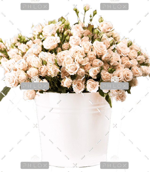 demo-attachment-157-bunch-of-creamy-roses-in-a-bucket-over-white-PLJ554Y-e1585206356671