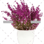 demo-attachment-152-purple-heather-in-the-white-pot-P43SKSJ-e1585206384768