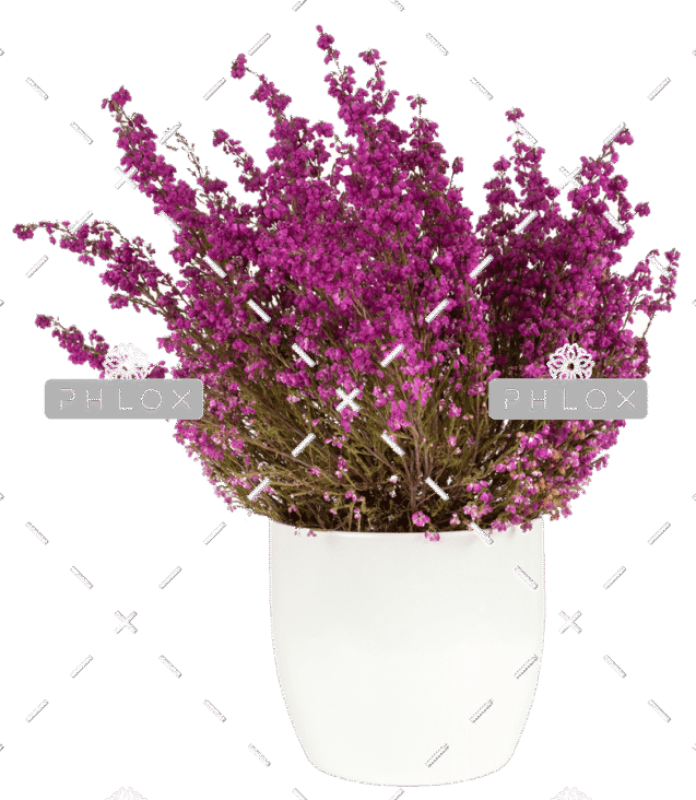demo-attachment-152-purple-heather-in-the-white-pot-P43SKSJ-e1585206384768